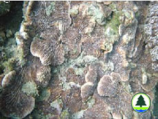  足 柄 珊 瑚 屬 