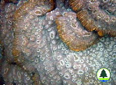  粗 糙 刺 葉 珊 瑚 的 板 層 形 珊 瑚 群 體 
