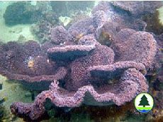  盾 形 陀 螺 珊 瑚 