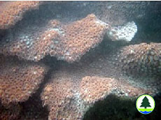 盾 形 陀 螺 珊 瑚 