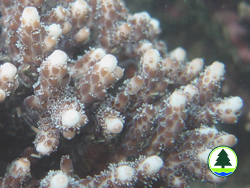  霜 鹿 角 珊 瑚 