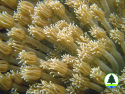  柱 角 孔 珊 瑚 