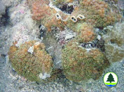  鋸 齒 刺 星 珊 瑚 
