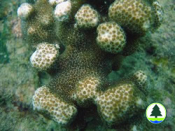  濱 珊 瑚 