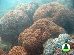  多 彎 角 蜂 巢 珊 瑚 