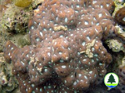  秘 密 角 珊 瑚 