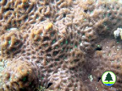  五 邊 角 蜂 巢 珊 瑚 