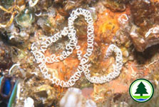  海     蛞     蝓     的     卵     鞘     