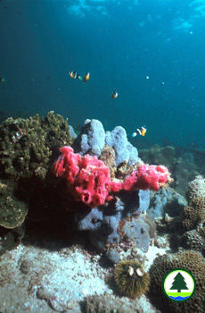  在 西 貢 沙 塘 口 山 的 珊 瑚 群 落 