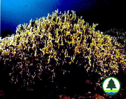  在 台 灣 的 千 孔 珊 瑚 