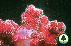  在 吉 澳 的 軟 珊 瑚 