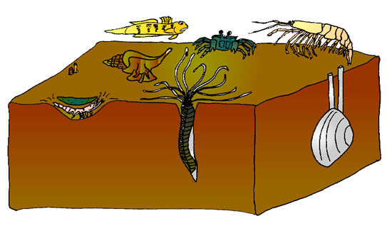 海洋底栖生物