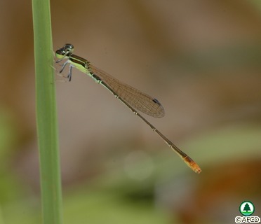 黃 尾 小 蟌