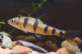 北 江 光 唇 魚