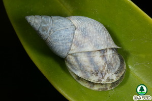 斑 肋 濱 螺