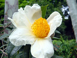 葛 量 洪 茶