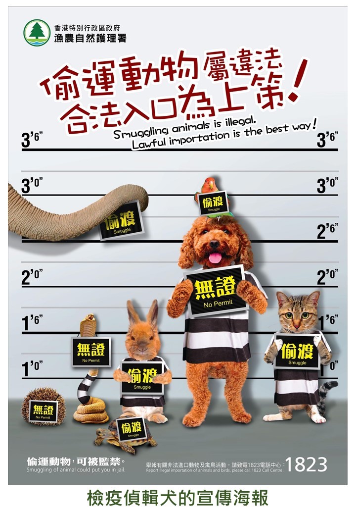 Anti-smuggling of animal poster