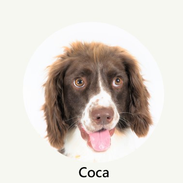 Coca Profile