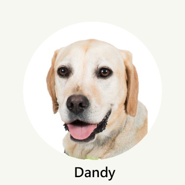 Dandy Profile