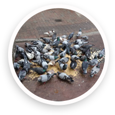 野鴿因人為餵飼被吸引到市區聚集