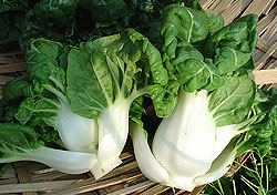 Chinese White Cabbage