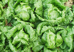 Lettuce