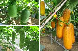Cultivation of Mini Wax Gourd, Yellow Cucumber & Green Bitter Cucumber