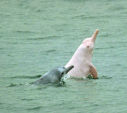 Chinese White Dolphin