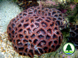 Field Guide Corals Coral Field Guide