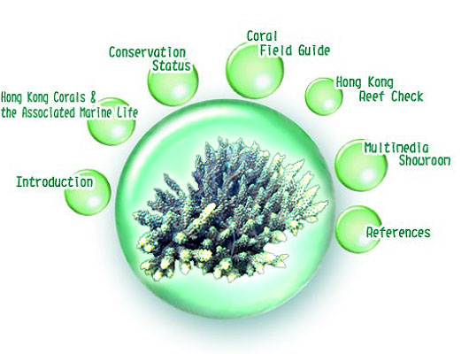 Field Guide Corals Corals