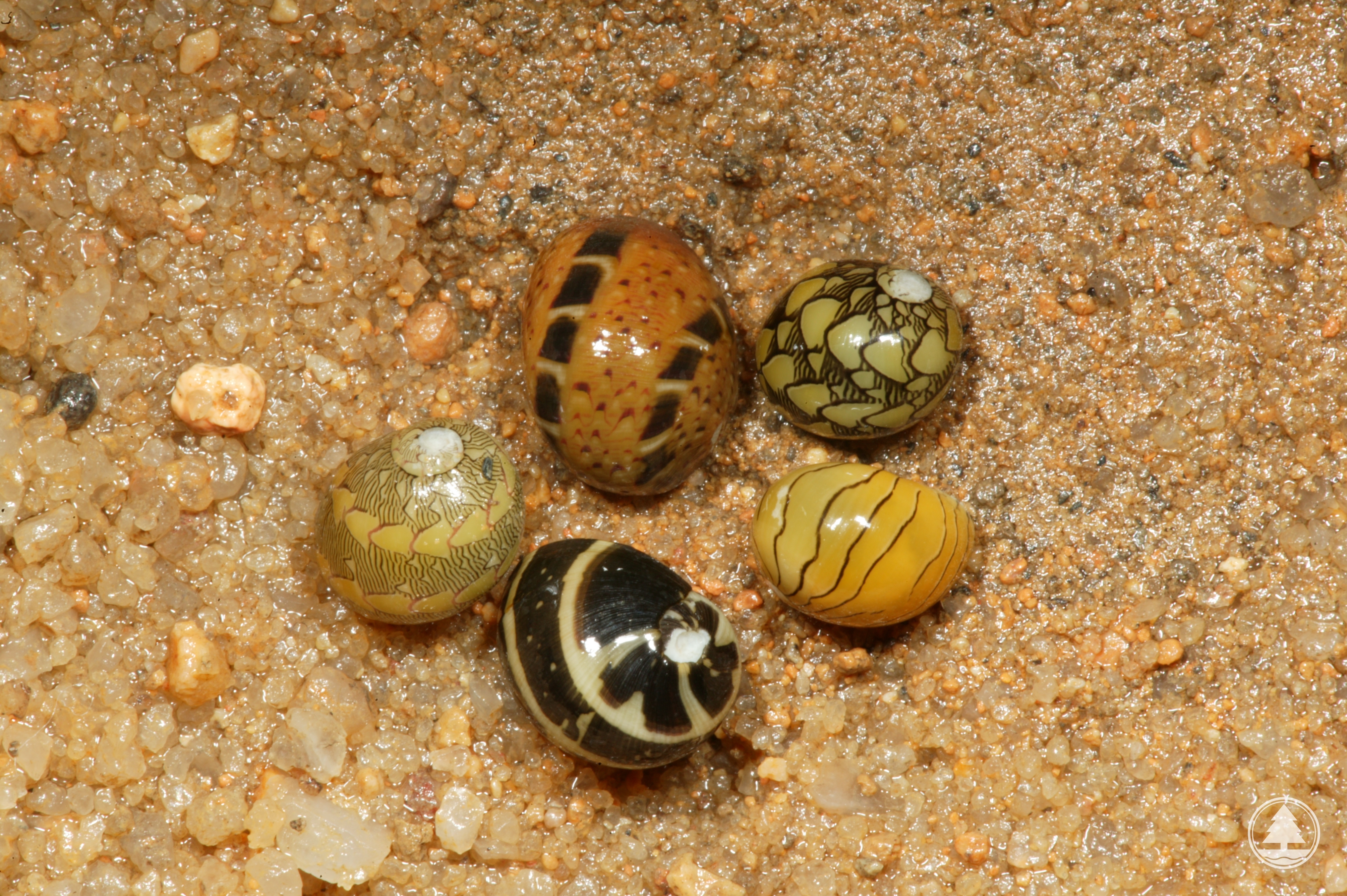 Clithon oualaniensis