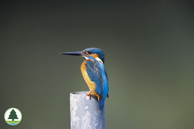 Common Kingfisher (male)