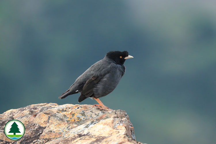 Crested Myna