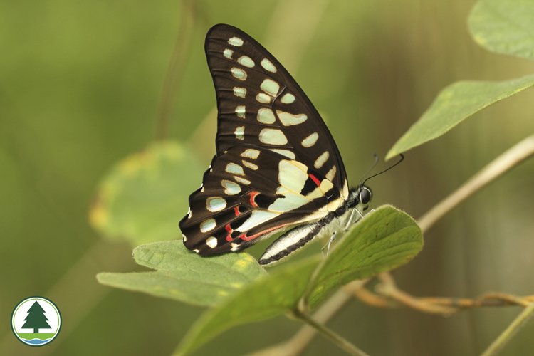 Common Jay