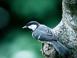 Great Tit