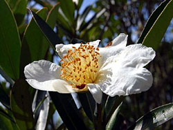 Hong Kong Gordonia 