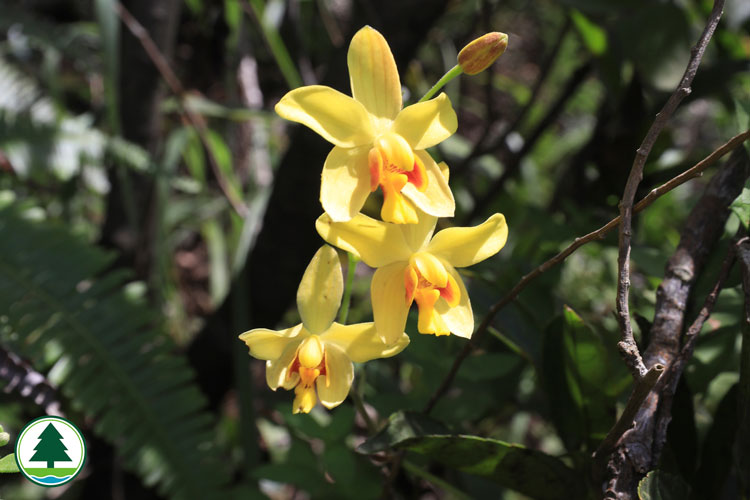 Buttercup Orchid