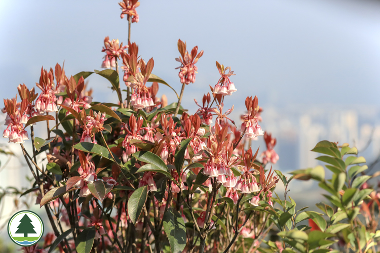 Chinese New Year Flower