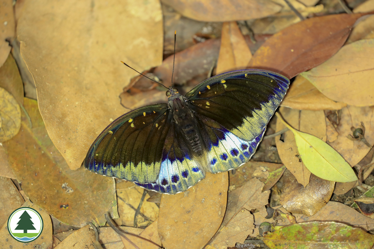 Common Archduke (male)