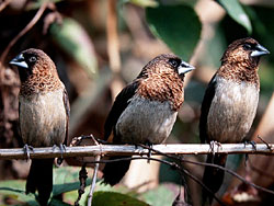 White-backed Munia