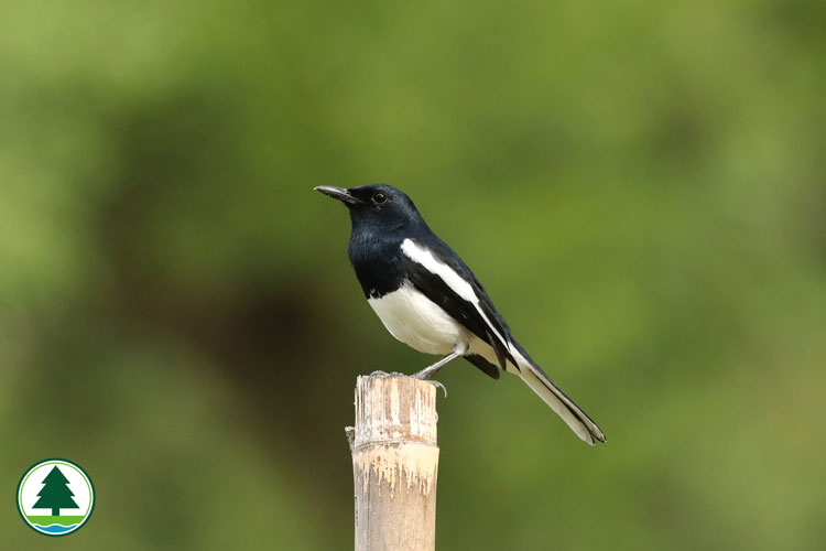 Magpie Robin