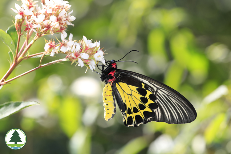 Common Birdwing (female)