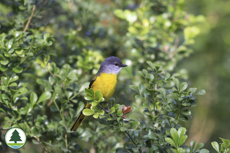 Grey-throated Minivet (female)