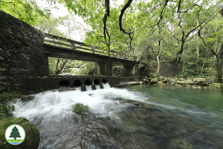 Tai Shing Stream