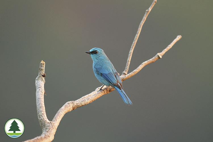 Verditer Flycatcher (male)