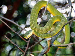 Bamboo Snake