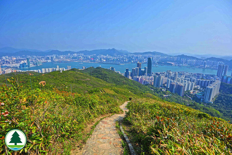 Overlooking East Kowloon from Wilson Trail Section 2