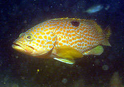 About Fisheries Branch