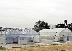 Polyethylene film greenhouse