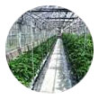 Polycarbonate sheet greenhouse